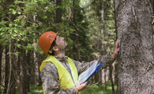 Tree Hazard Assessment for City Government News